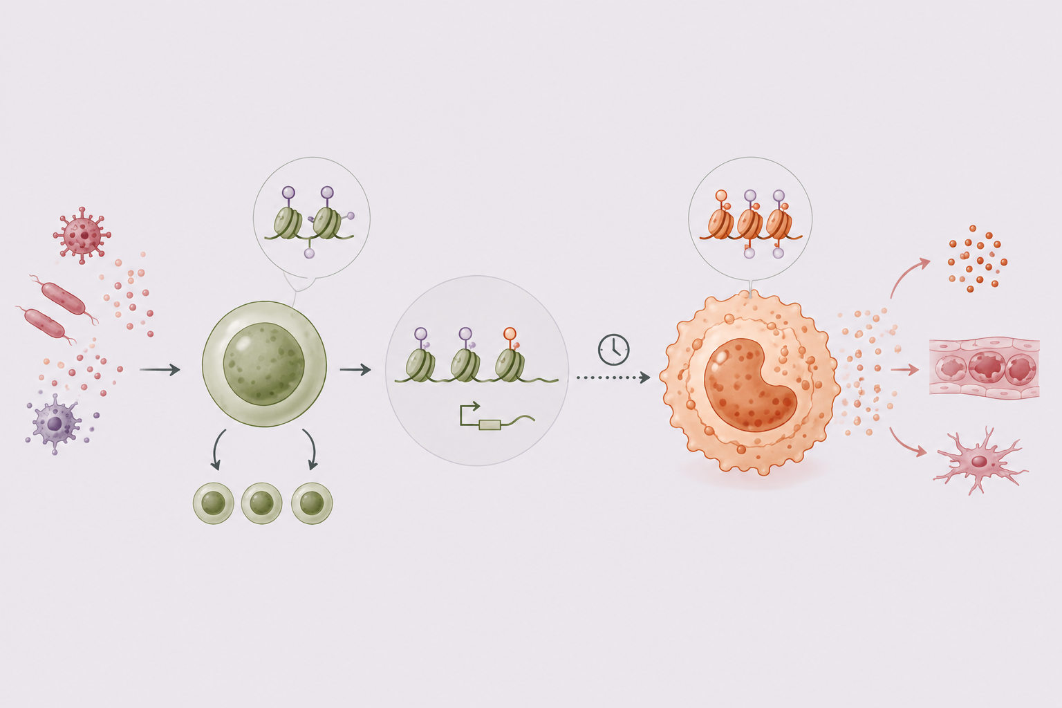 Inflammatory exposures reprogram innate immune cells and progenitors, leading to persistent altered innate immune states